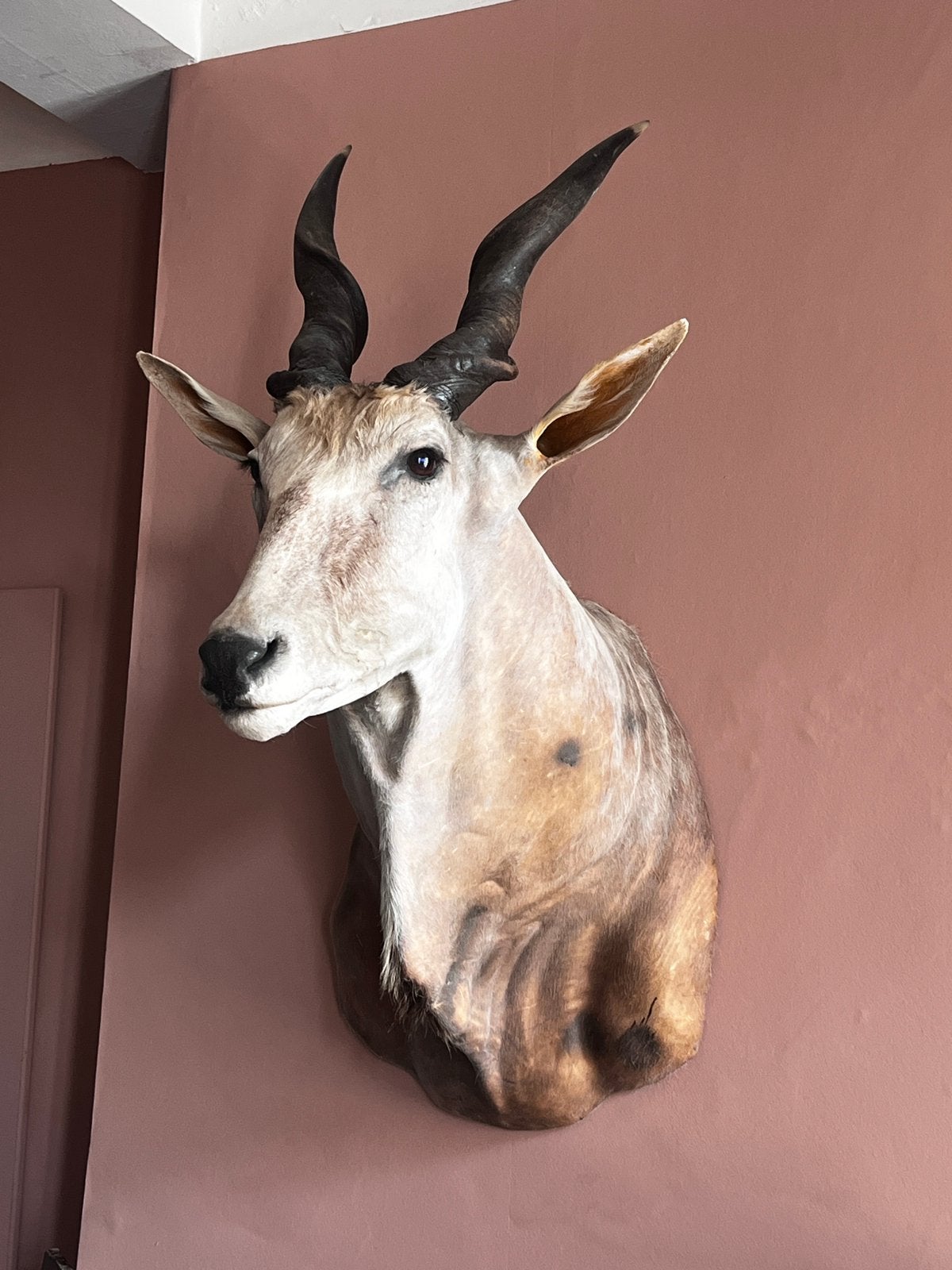 Taxidermie : orignal, antilope, Collections, Enlèvement, Comme neuf, Animal sauvage, Animal empaillé