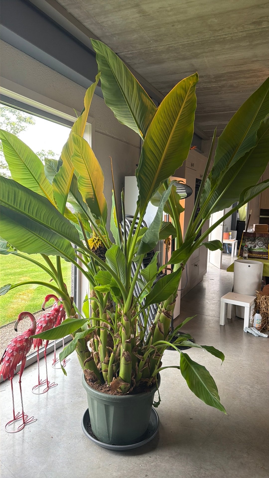 Prachtige bananenplant, Huis en Inrichting, Kamerplanten, Ophalen