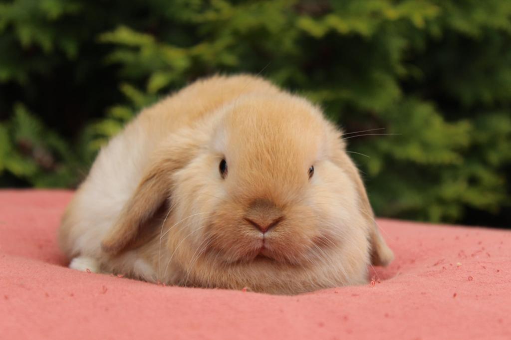 Super leuke nhd rammelaars, Dieren en Toebehoren, Konijnen, Mannelijk, Klein, Hangoor, 0 tot 2 jaar