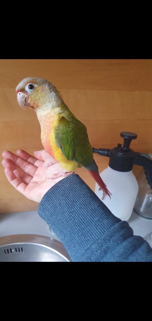 Conure molinae, Mannelijk, Parkiet, Tam