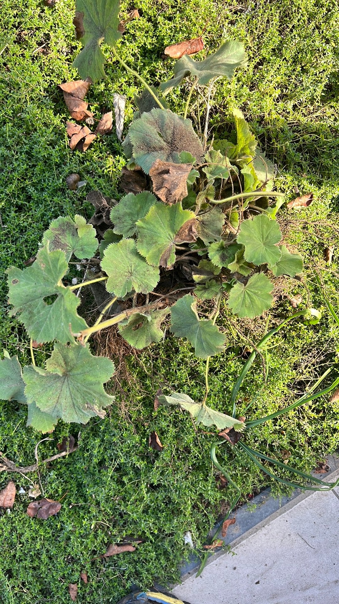 Vrouwemantel, Tuin en Terras, Ophalen, Vaste plant