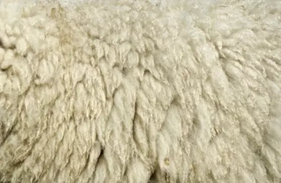 Wij zoeken schapenwol, Dieren en Toebehoren, Schapen, Geiten en Varkens