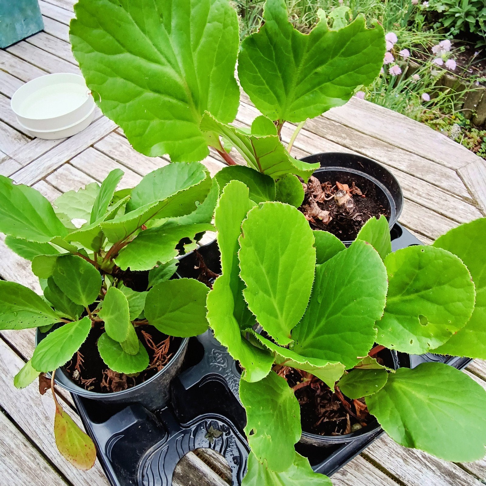 Bergenia, bodembedekker, Mortsel, Ophalen, Winter, Halfschaduw