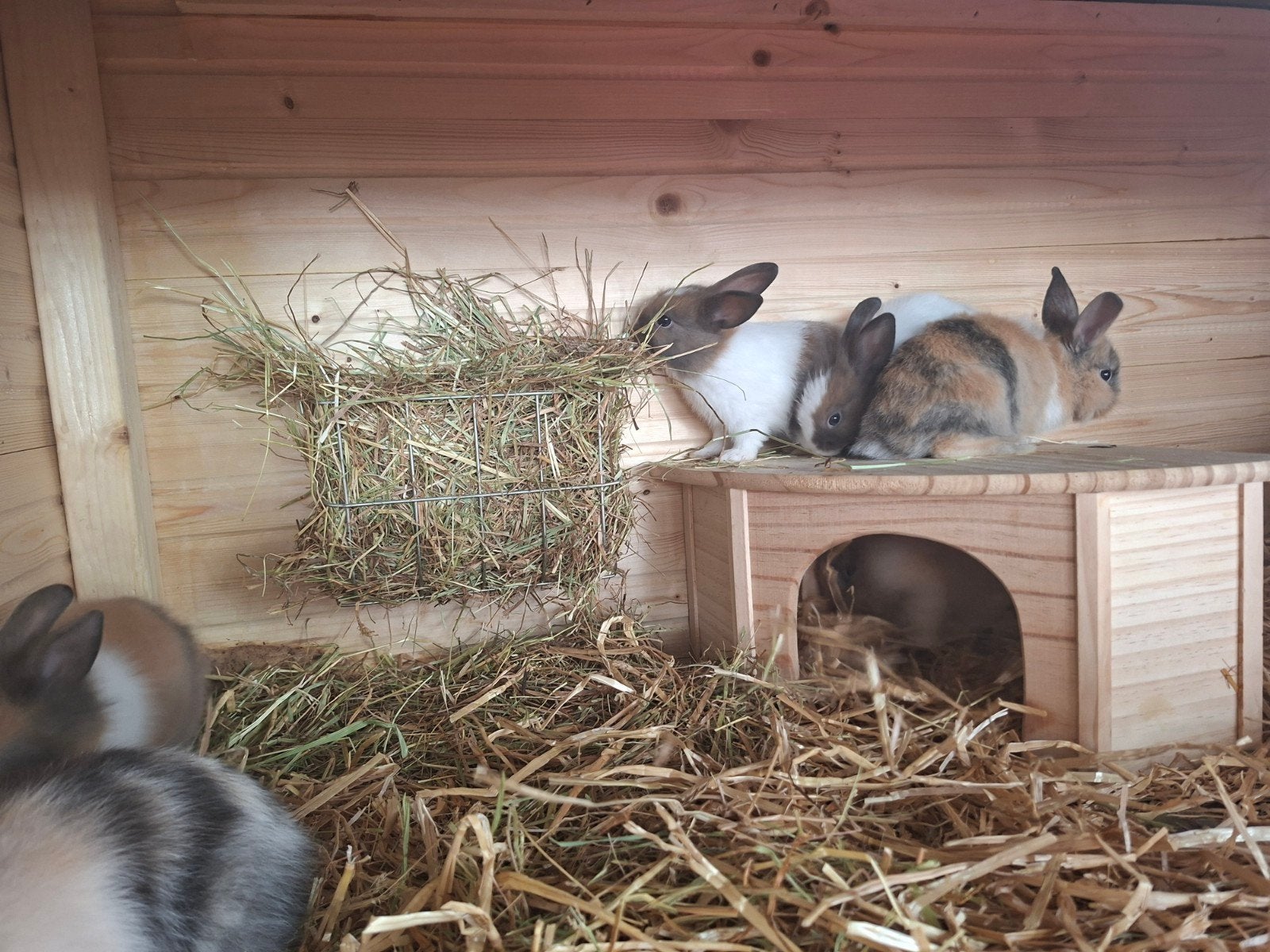 dwergkonijnen aangeboden, Animaux & Accessoires, Rongeurs, Juin, Mâle, Autres types