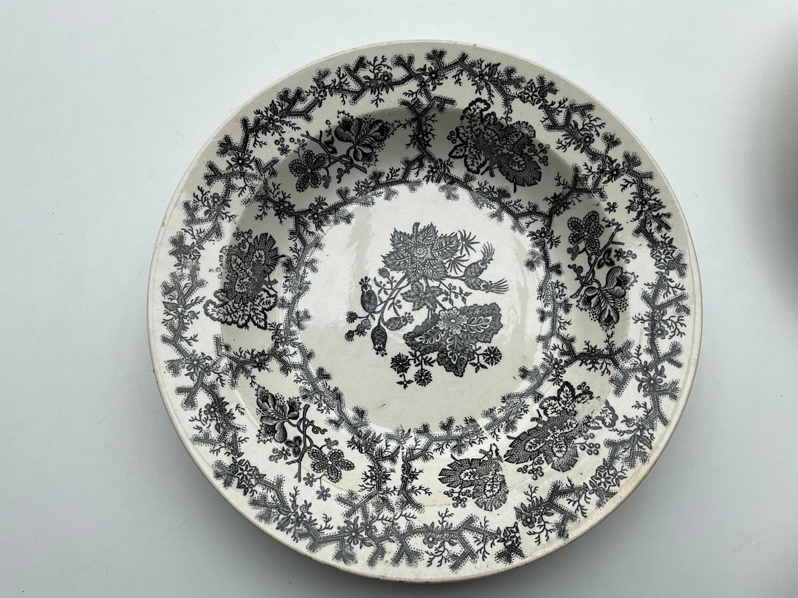 Antieke borden reeks Coral Border van Wedgewood porselein, Ophalen
