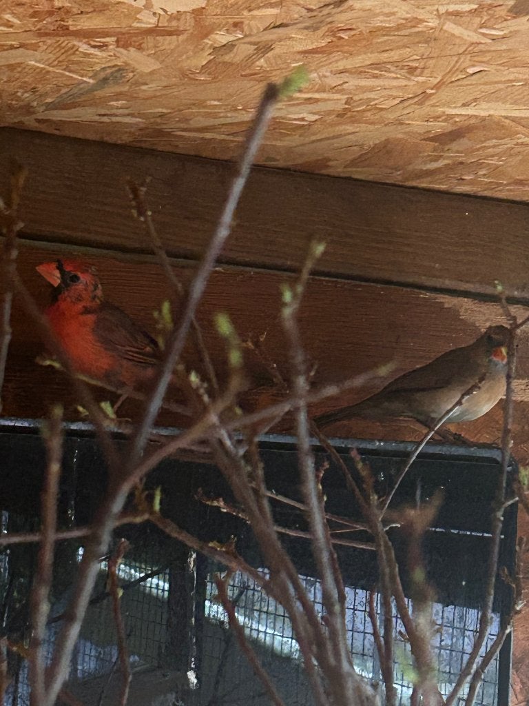Koppel rode kardinaal vogels, Meerdere dieren, Wildzangvogel, Geringd