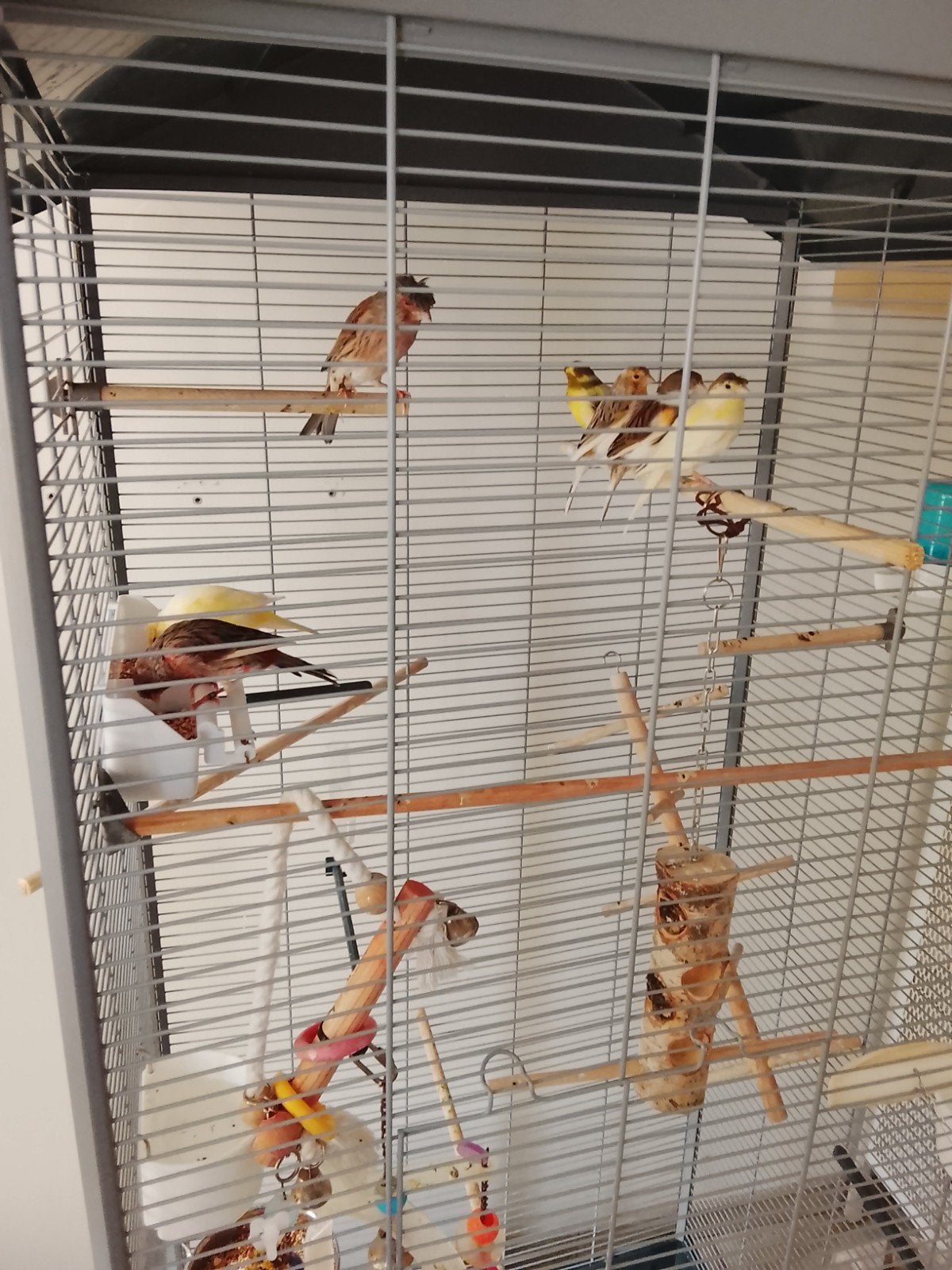 voliere met kanaries, Dieren en Toebehoren, Meerdere dieren, Zangkanarie