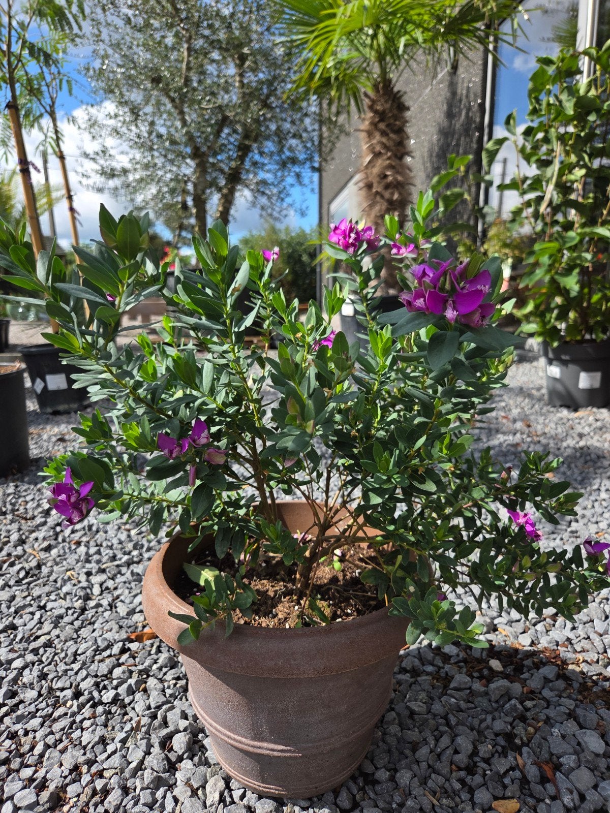 Vleugeltjesbloem in Decopot, Ophalen