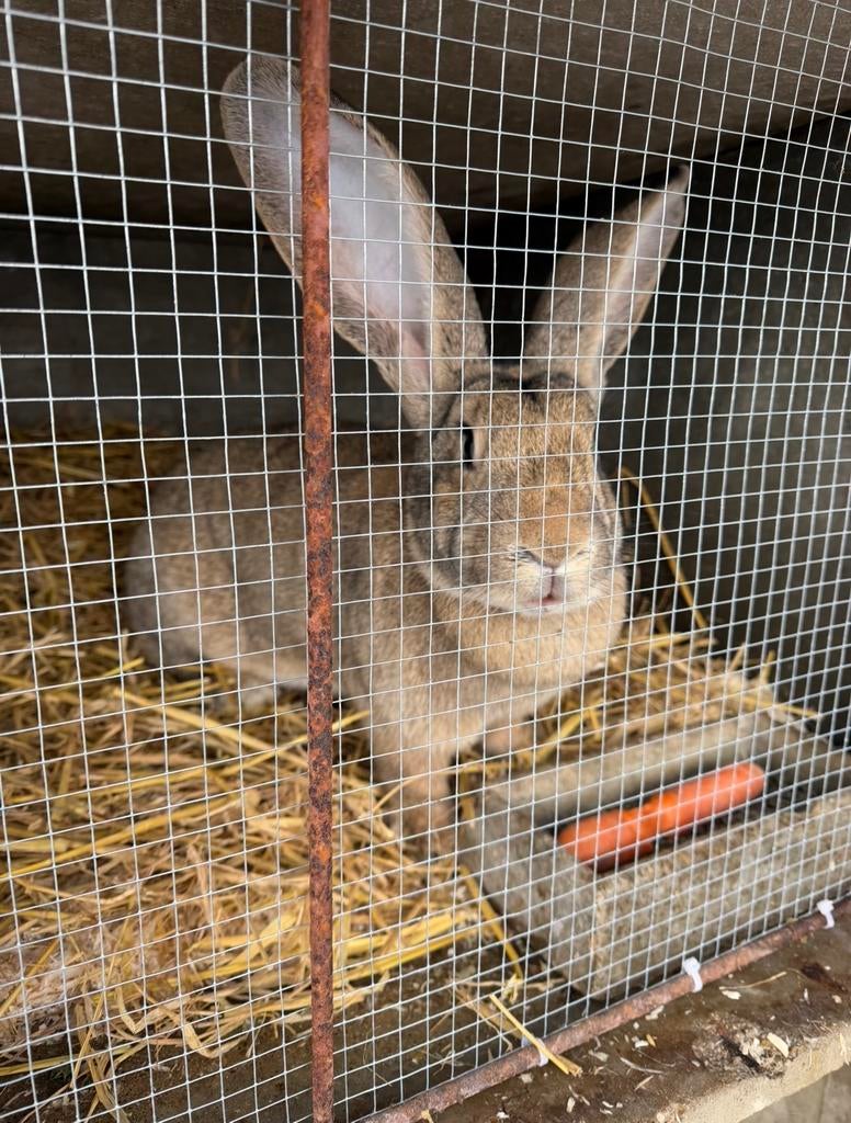 Geant des flandres adultes, Animaux & Accessoires, Enlèvement ou Envoi