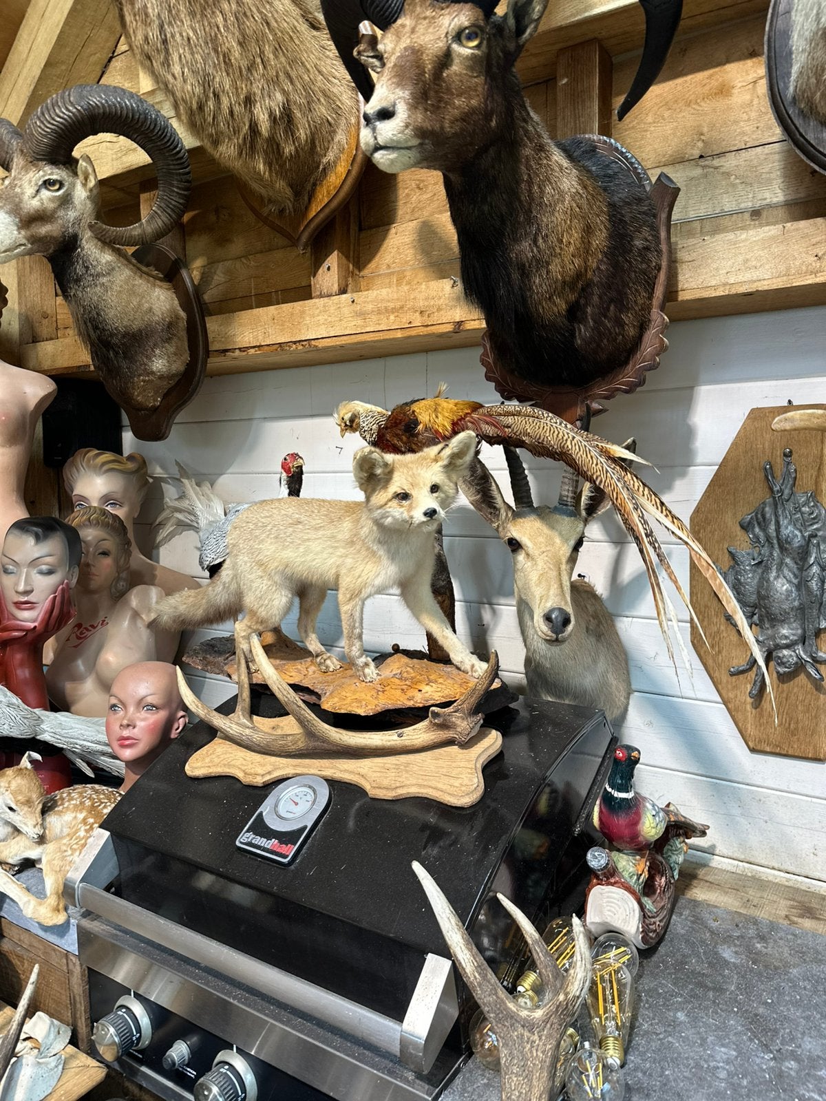 Opgezette dieren te koop, Ophalen