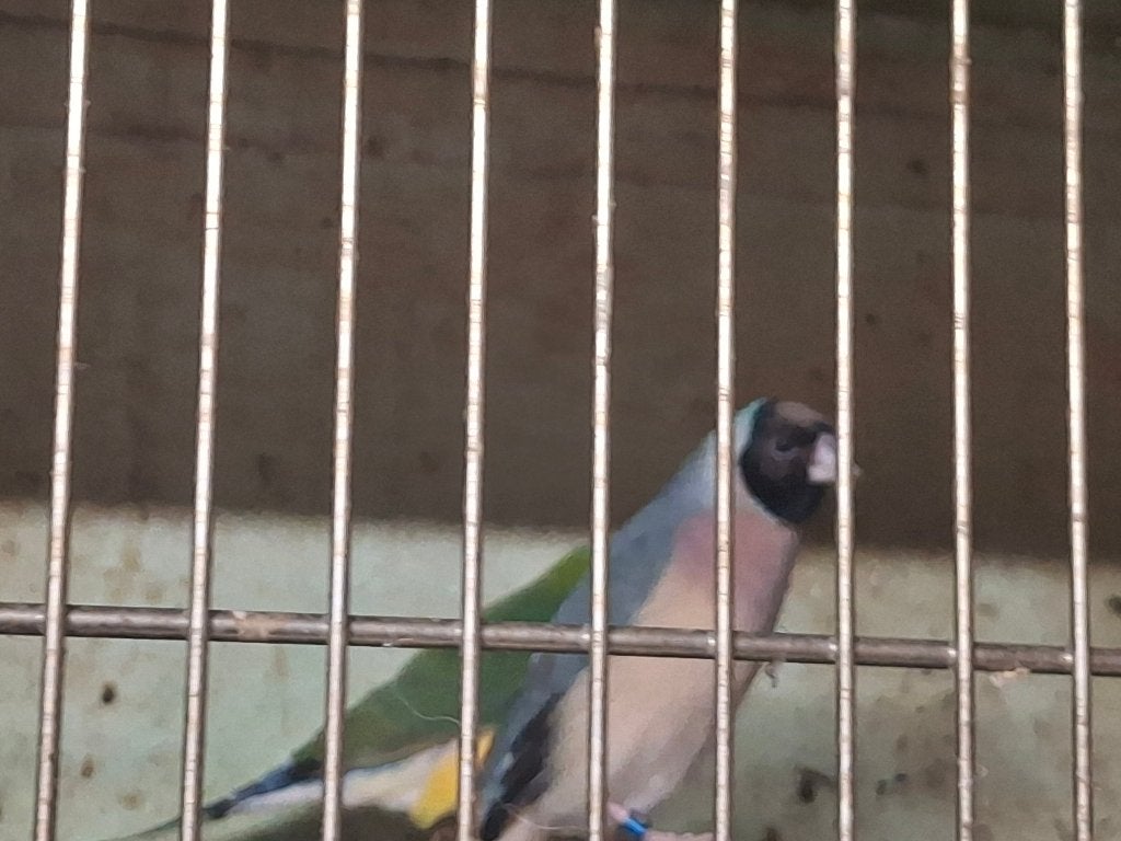 Gouldamandines, Dieren en Toebehoren, Meerdere dieren, Tropenvogel, Geringd