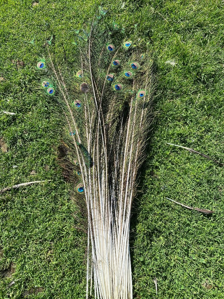 Décoration, Enlèvement, Neuf