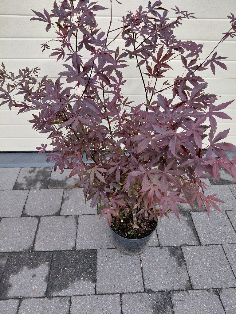 Acer Atropurpureum, Tuin en Terras, Ophalen