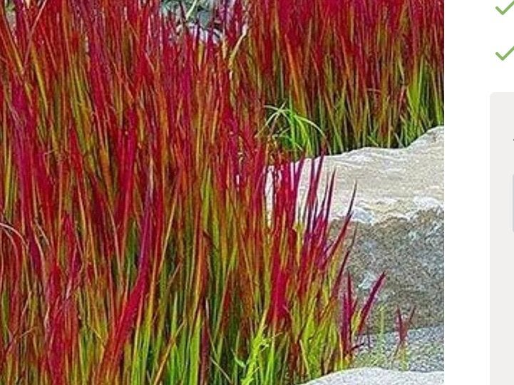 Siergras red baron, Tuin en Terras, Ophalen, Zomer, Vaste plant, Siergrassen