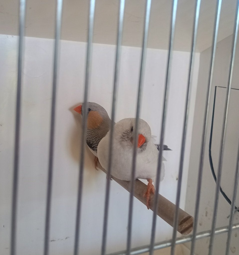 koppel charcoal zebravinken, Plusieurs animaux, Oiseau tropical, Domestique