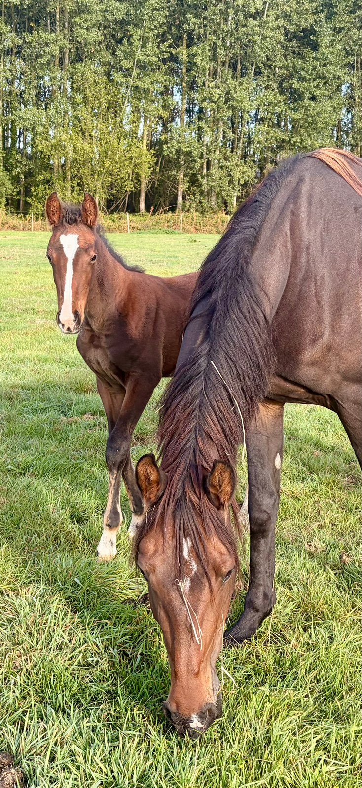 4-jarige merrie met hengstenveulen te koop, Dieren en Toebehoren, Hengst, Onbeleerd