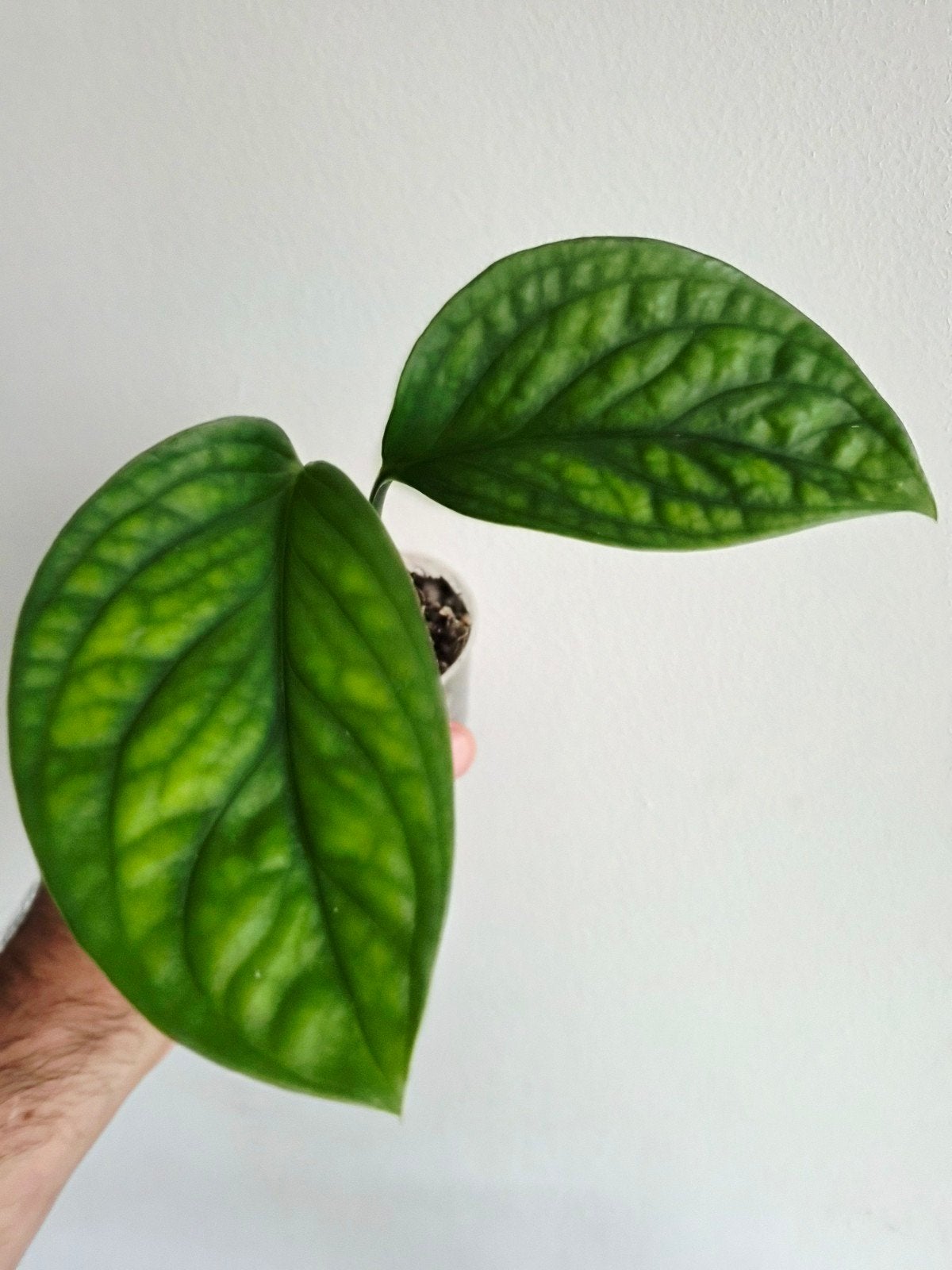 Monstera Pinnatipartita, Autres espèces, En pot, Enlèvement ou Envoi, Moins de 100 cm