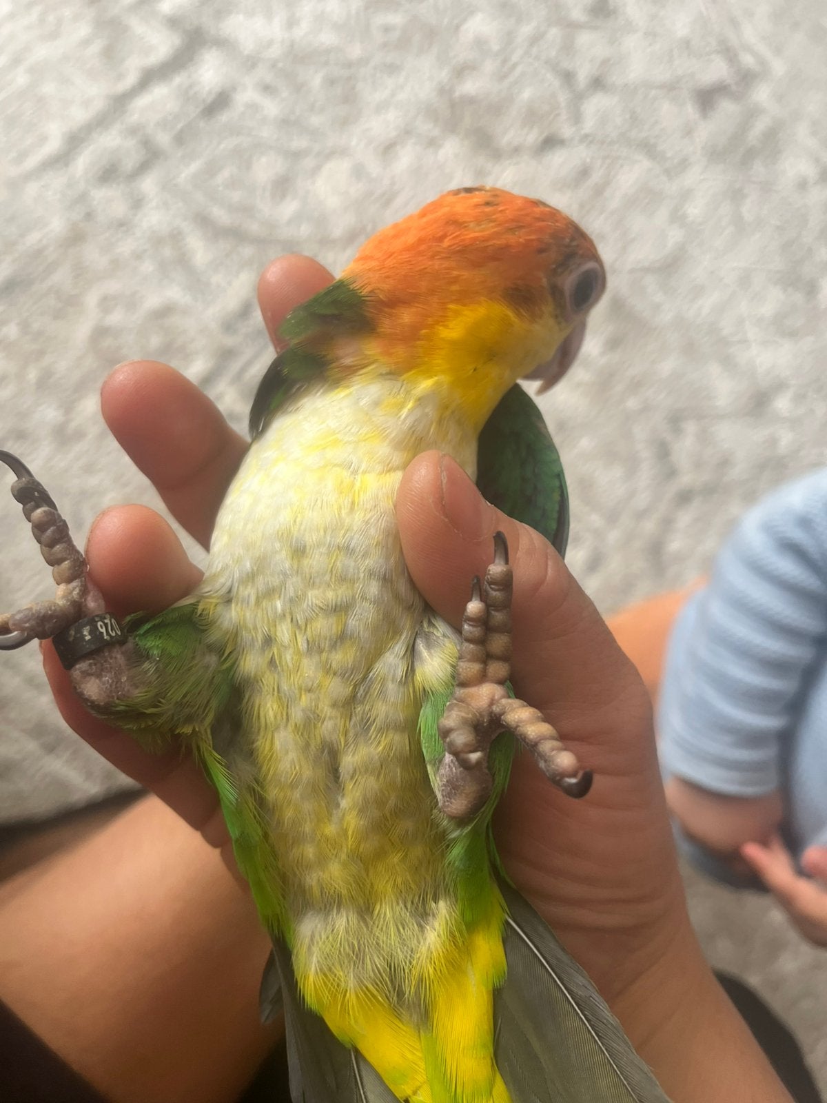 Tamme roestkop caique, Animaux & Accessoires, Oiseaux | Perruches & Perroquets, Domestique