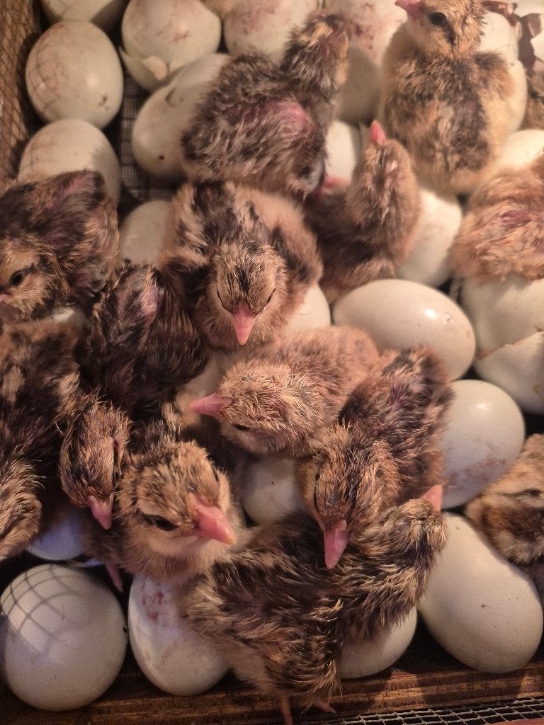 Cream legbar kuikens, Dieren en Toebehoren, Pluimvee
