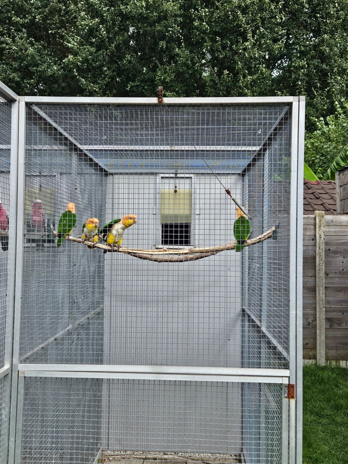 Roestkop caiques, Dieren en Toebehoren