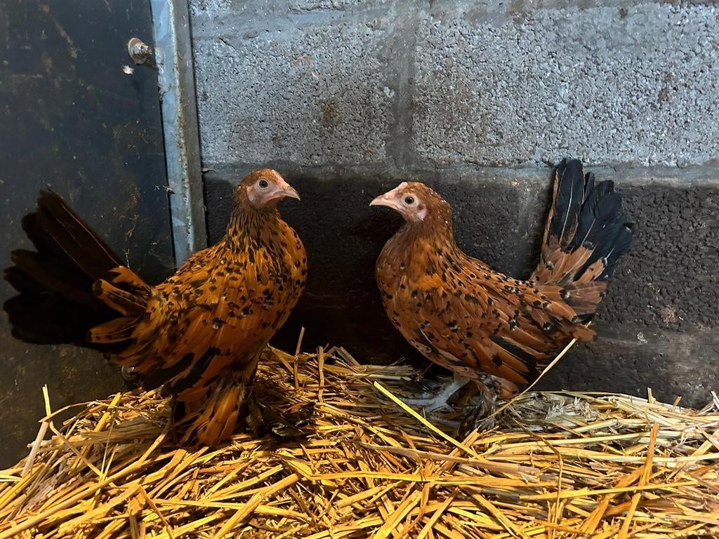 2 Sabelpootkriel hennen, Dieren en Toebehoren, Pluimvee, Vrouwelijk, Kip