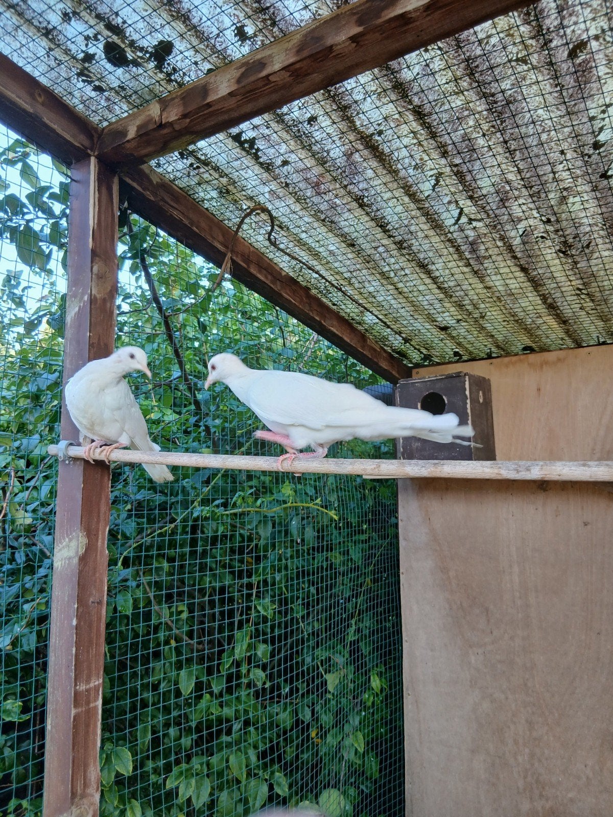 3 jonge witte lachduiven, Dieren en Toebehoren, Geslacht onbekend, Tortelduif