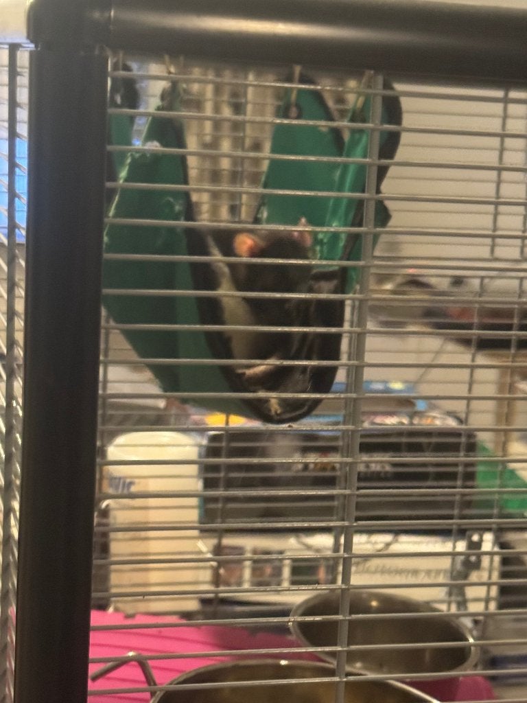 2 husky ratten, Domestique, Femelle, Décembre, Rat