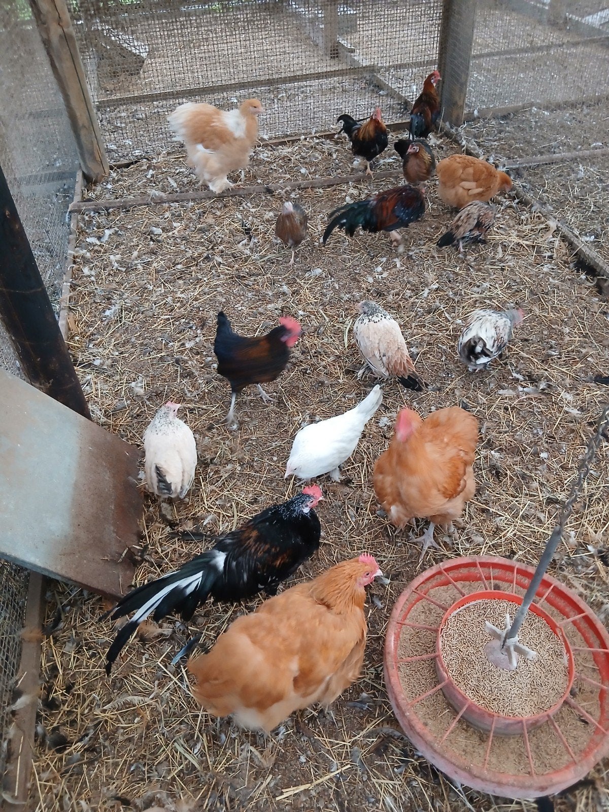 jonge kippen geboren op 29/06, Dieren en Toebehoren, Meerdere dieren, Kip