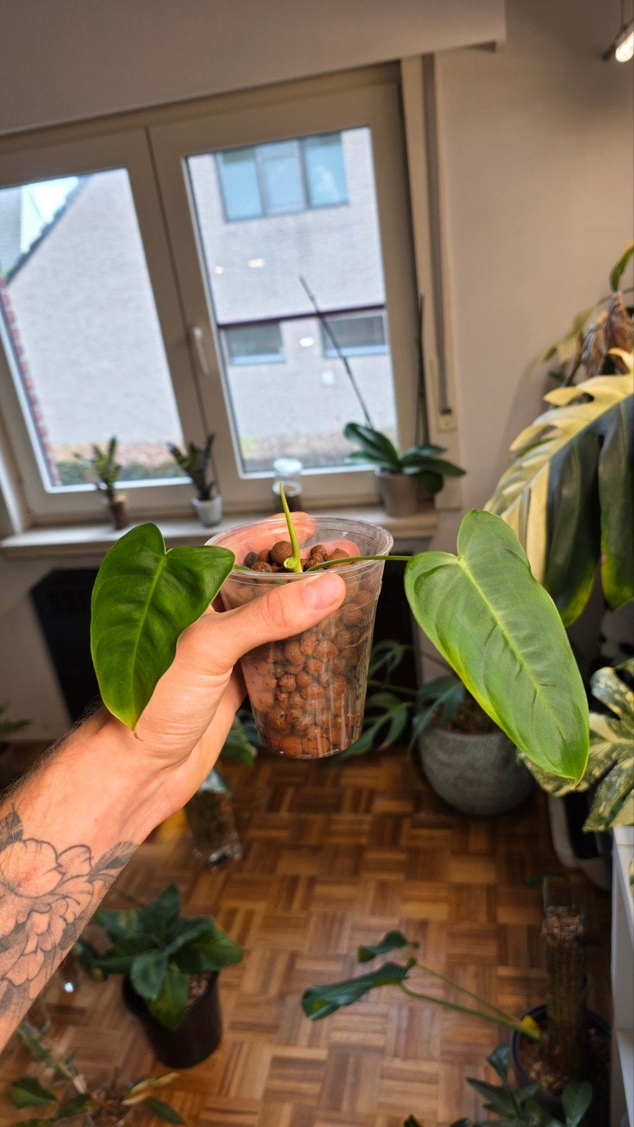 philodendron sharoniae, Ophalen of Verzenden