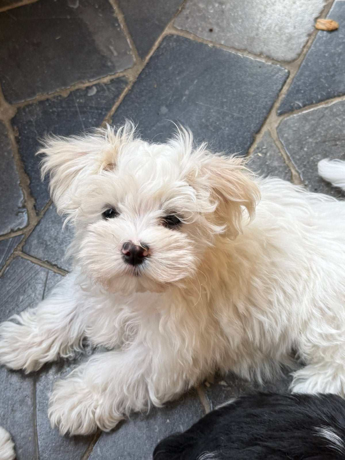 Maltezertje pupjes, Dieren en Toebehoren, Honden | Chihuahua's en Gezelschapshonden, België, Maltezer, CDV (hondenziekte), 8 tot 15 weken