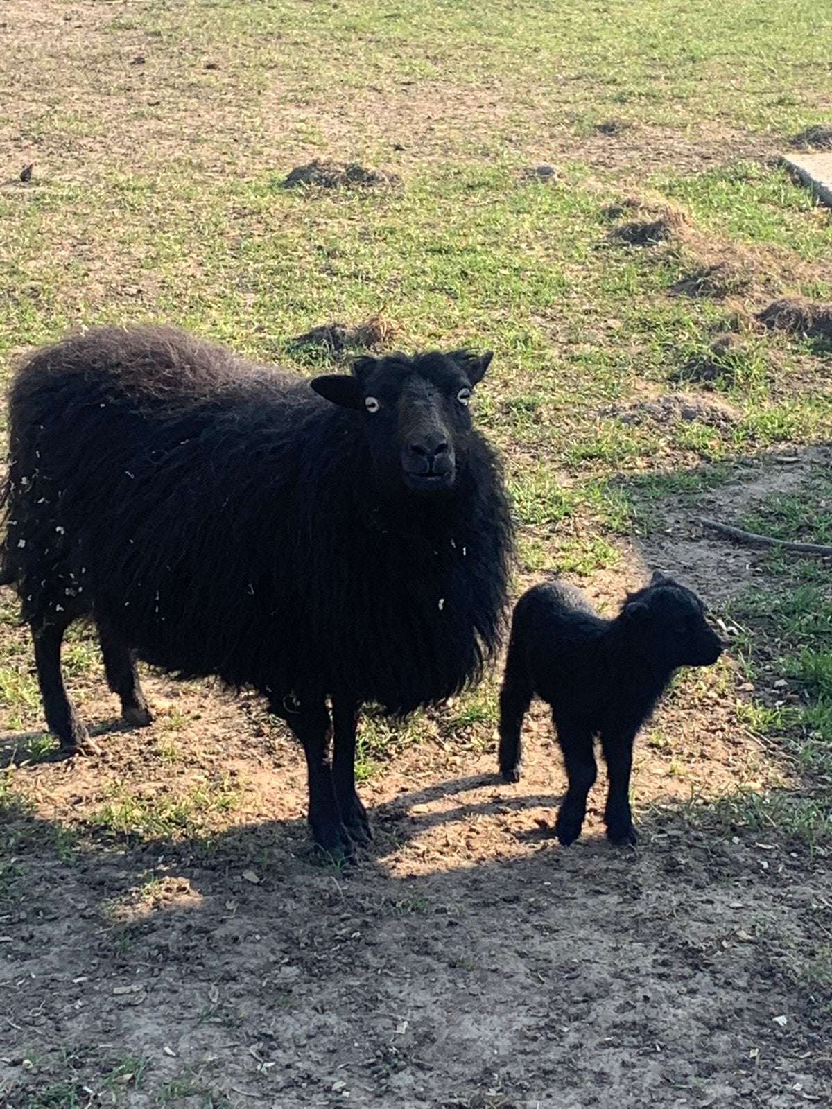 Quessant schapen ( ram & ooi), Dieren en Toebehoren, Schaap, 0 tot 2 jaar