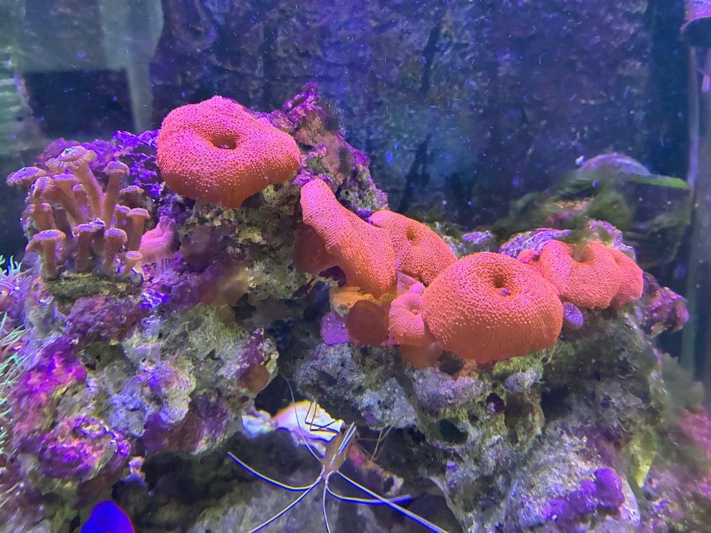 Aquarium recifal, Dieren en Toebehoren, Vissen | Aquaria en Toebehoren, Gebruikt, Gevuld zeewateraquarium, App-bediening, Inclusief slangen