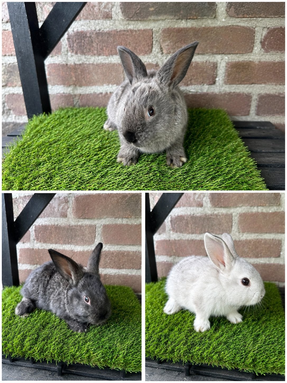 Vlaamse reuzen, Dieren en Toebehoren
