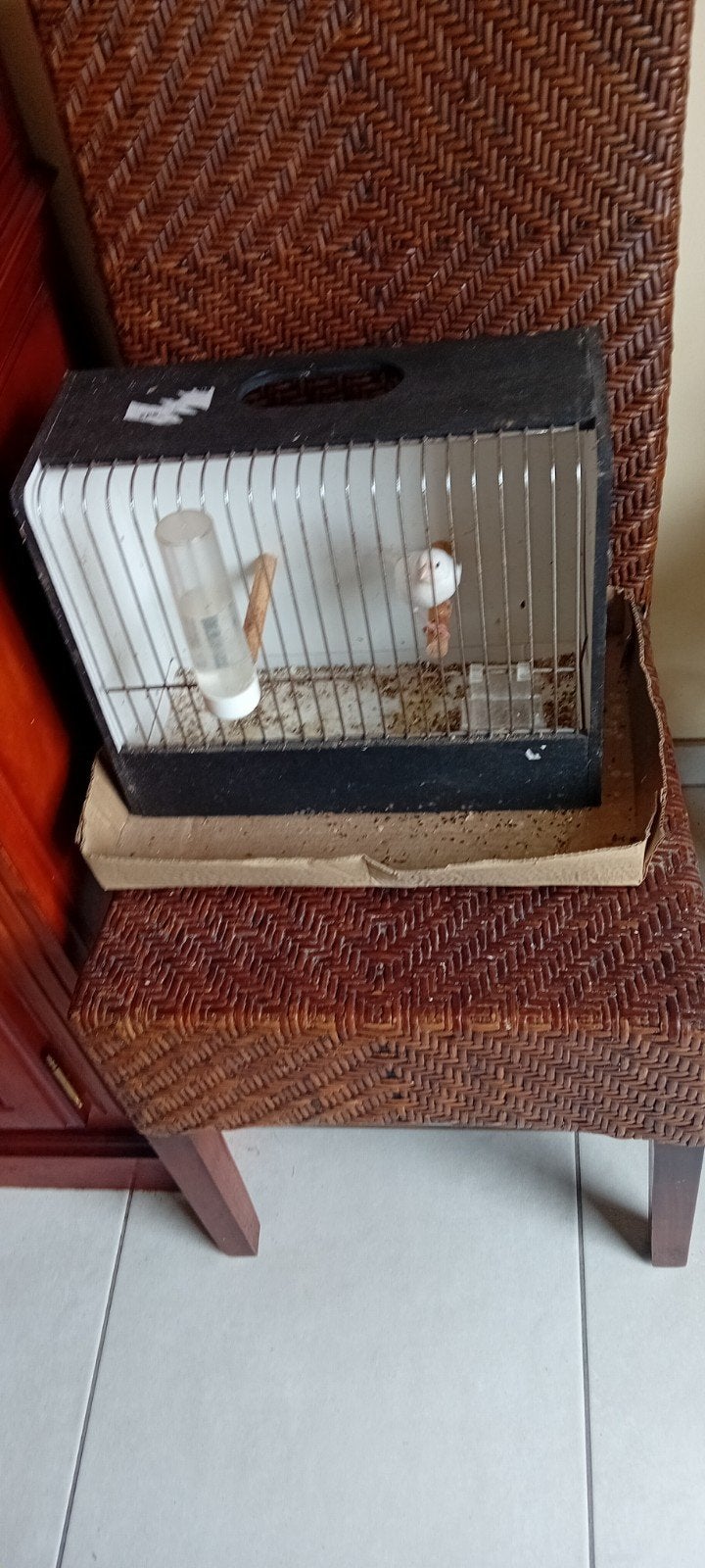 vogel i, Dieren en Toebehoren, Ophalen