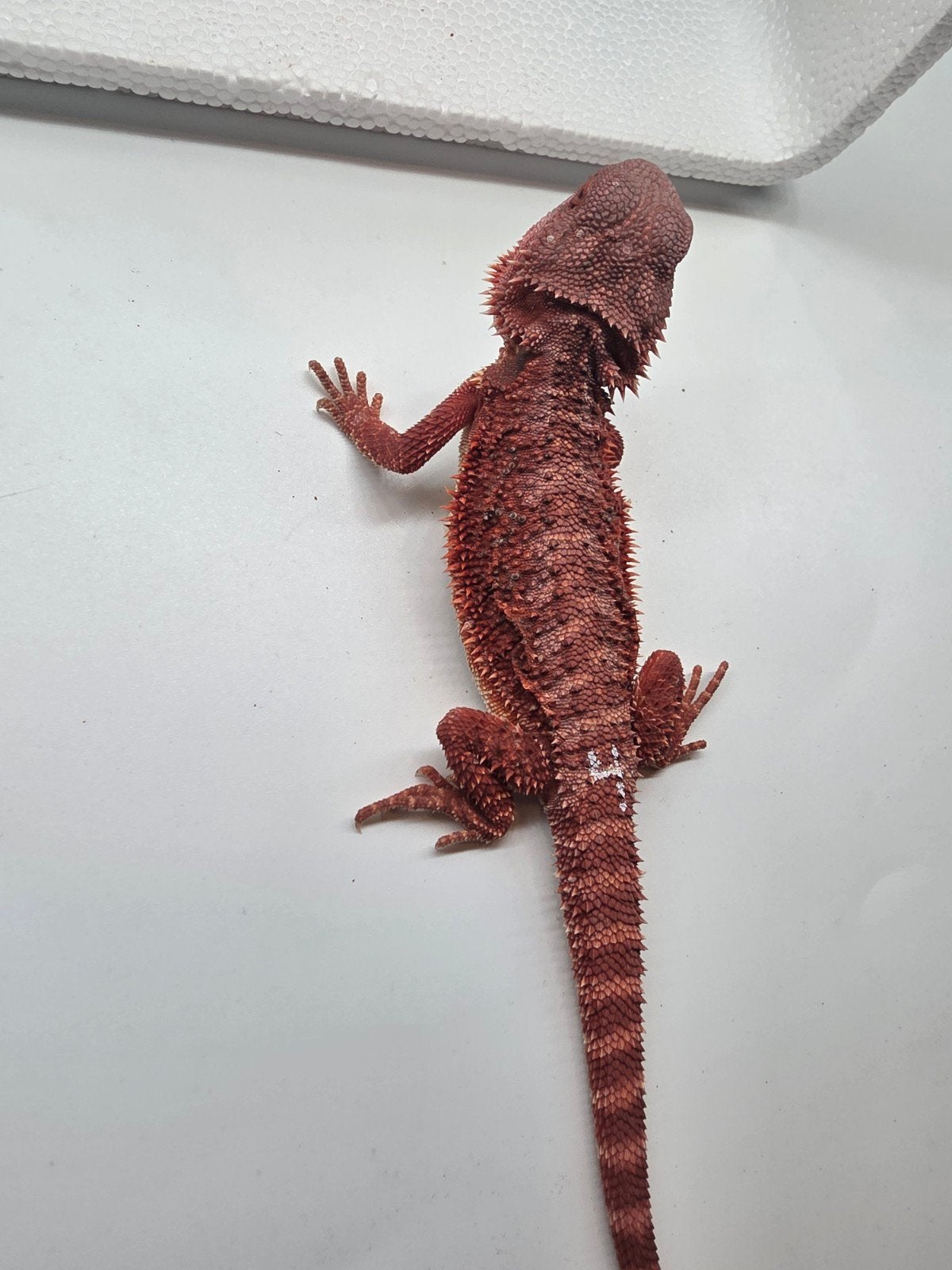 red monster, hypo, man, Dieren en Toebehoren