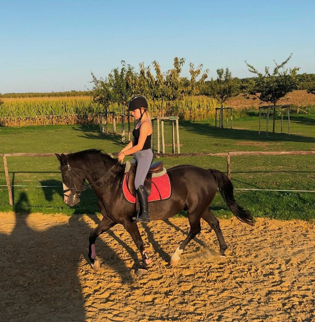16 jarige ruin, Animaux & Accessoires, Chevaux, 11 ans ou plus, Moins de 160 cm, Cheval de récréation, Hongre