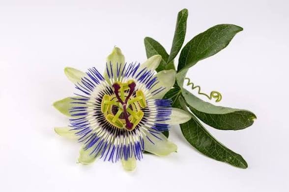 stekje passiflora, Ophalen
