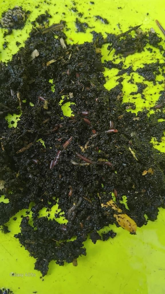 Wormencompost ( tijgerwormen), Jardin & Terrasse, Plantes | Arbustes & Haies, Enlèvement ou Envoi