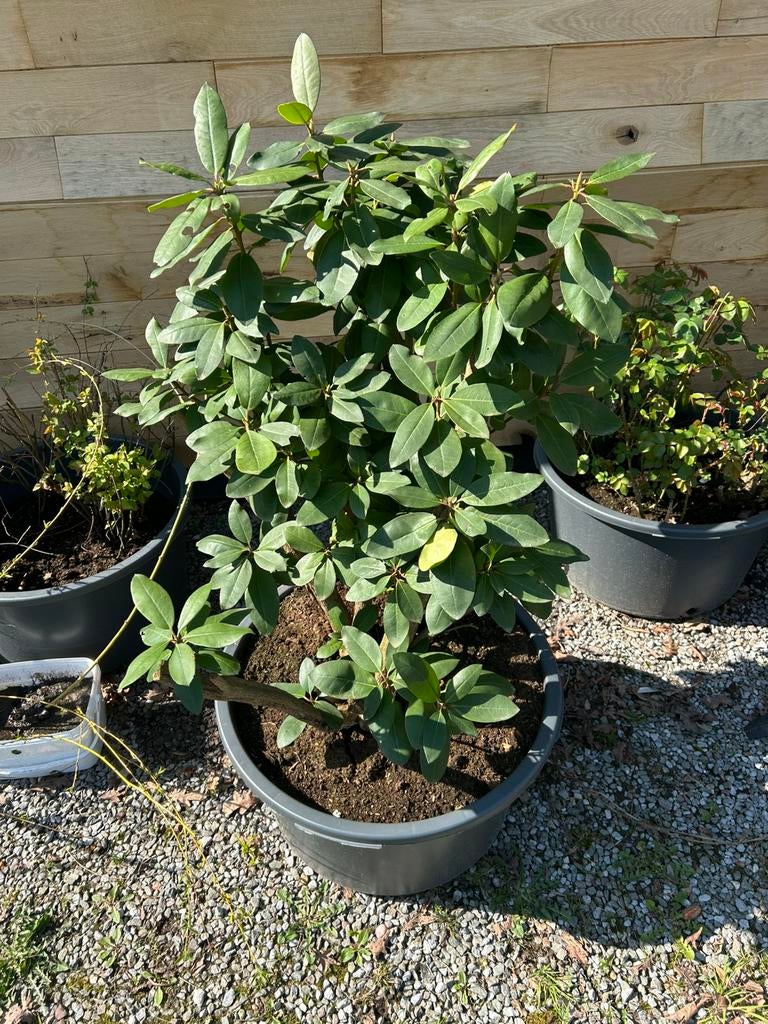 Mooie rhododendron in kuip. Oudere plant, Tuin en Terras, Ophalen, Winter