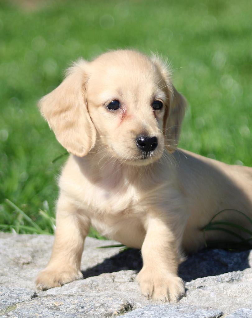 Teckel pup Cream , Blond, Dieren en Toebehoren, Honden | Teckels en Dashonden, Parvo, België, Reu, 8 tot 15 weken