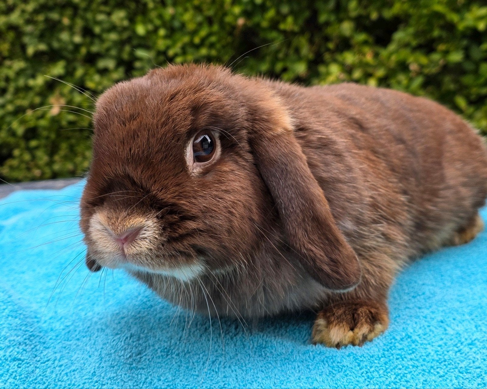 minilop voedster, Femelle, Nain, Oreilles tombantes, 0 à 2 ans