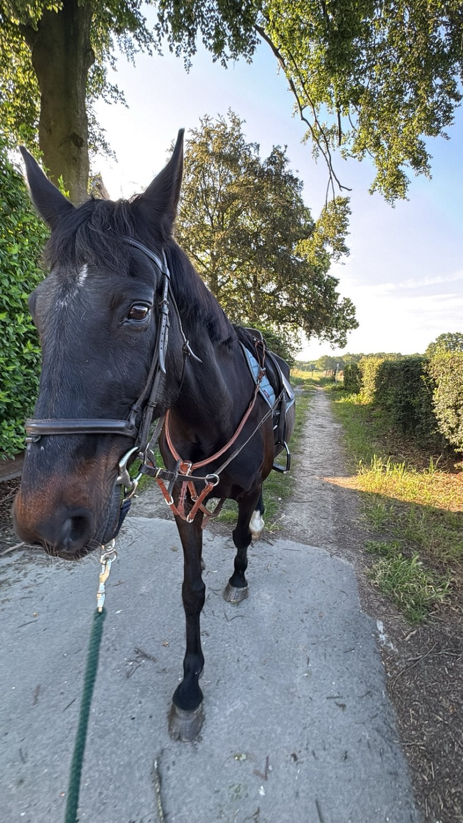 Verzorg paard aangeboden, Dieren en Toebehoren, Paarden, Merrie