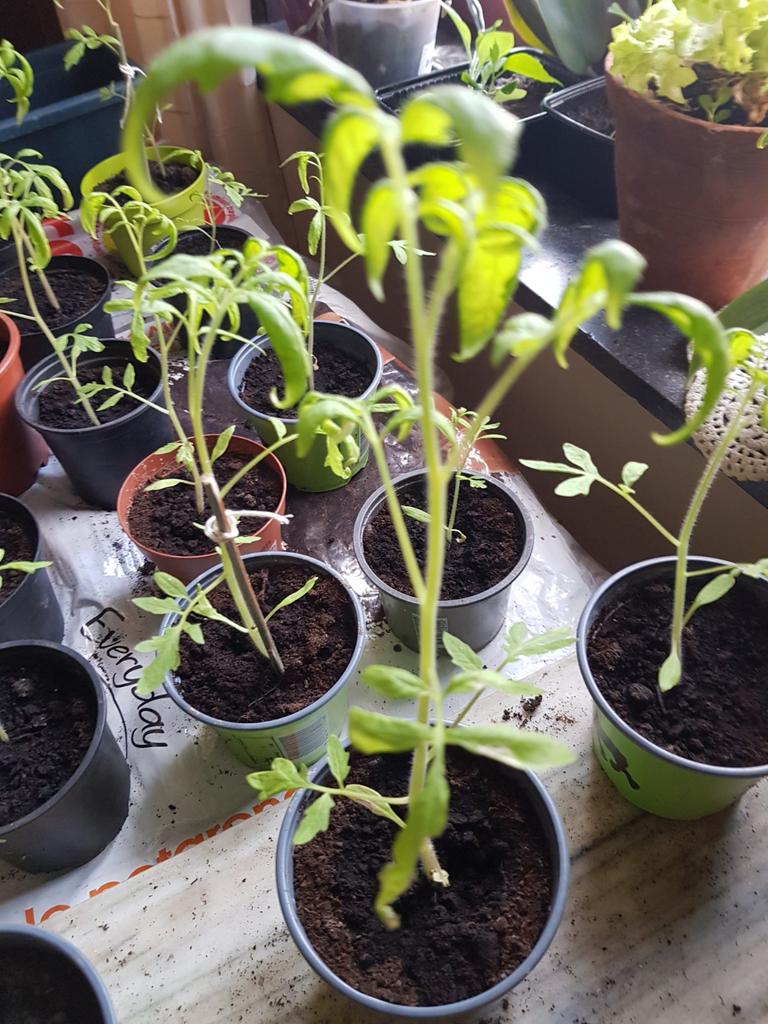 Tomaten-plantjes., Ophalen