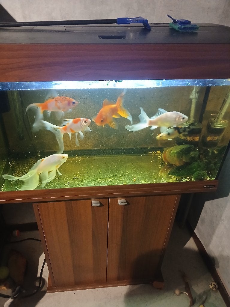 Aquarium, Dieren en Toebehoren, Ophalen, Gebruikt, Gevuld zoetwateraquarium, Juwel