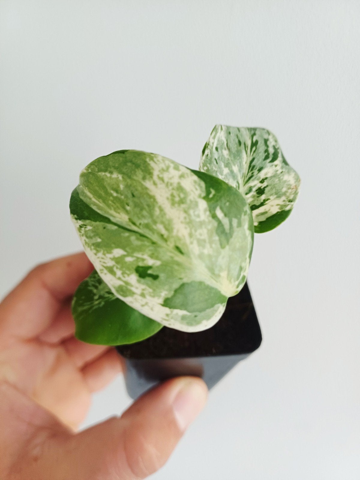 Monstera Vietciosa, Huis en Inrichting, Kamerplanten, Overige soorten, In pot, Minder dan 100 cm, Groene kamerplant
