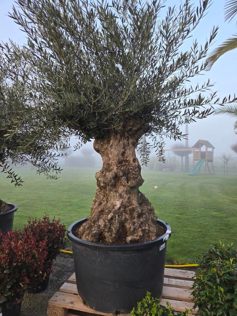 Olijfboom Olea Europaea Bonsai- Op voorraad, Tuin en Terras, Ophalen, Olijfboom