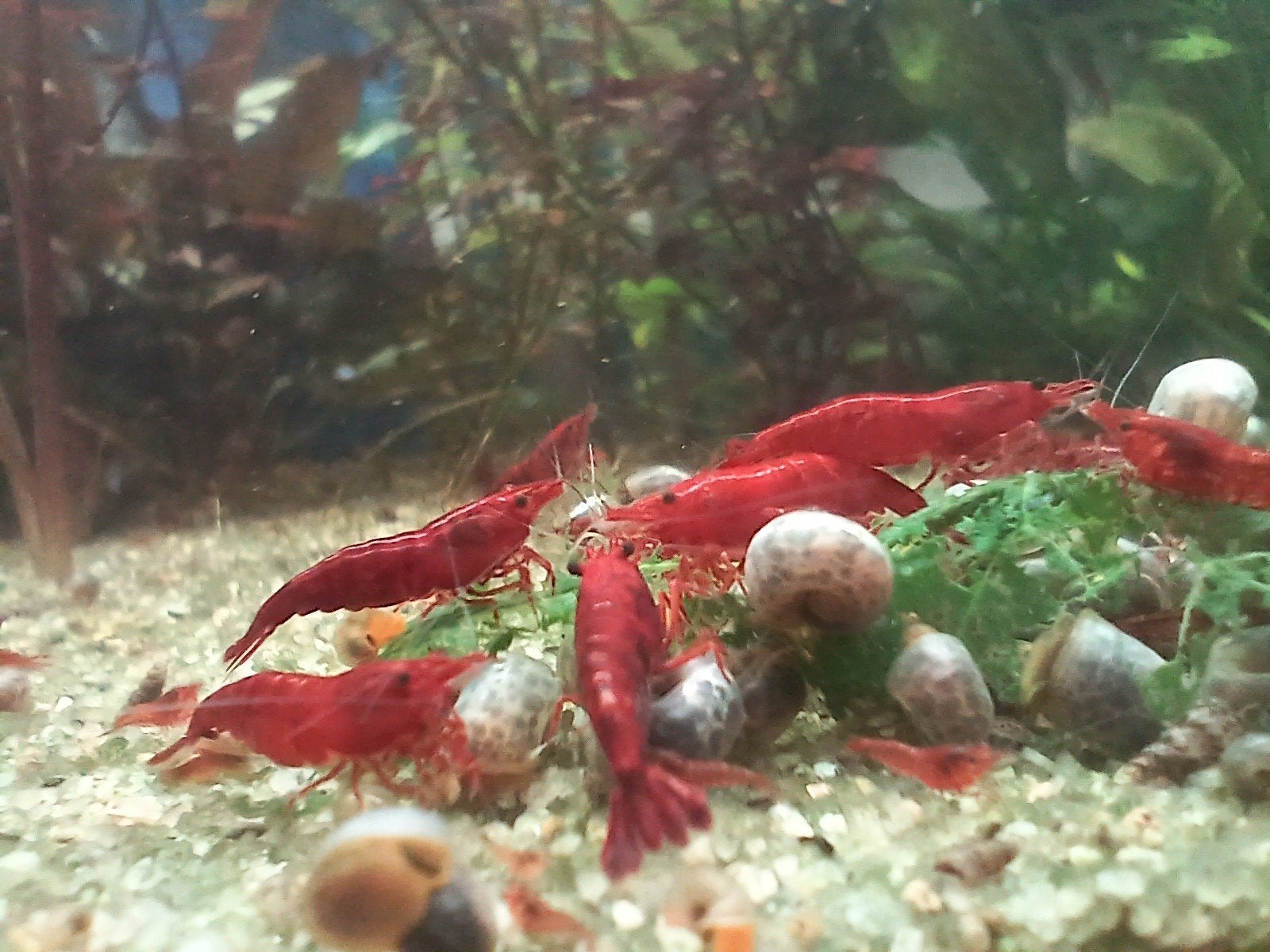 Bloody mary neocaridina garnalen, Dieren en Toebehoren, Kreeft, Krab of Garnaal