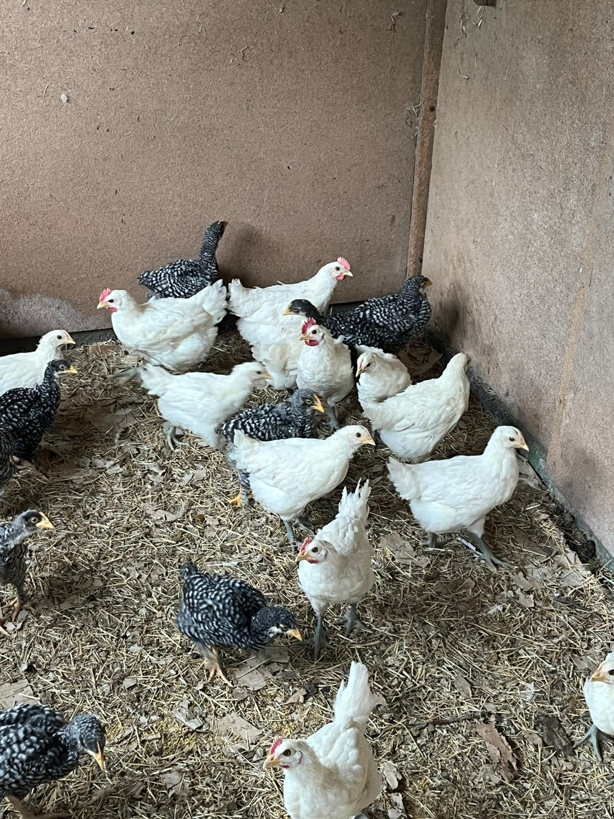Poule de bresse, Meerdere dieren, Kip