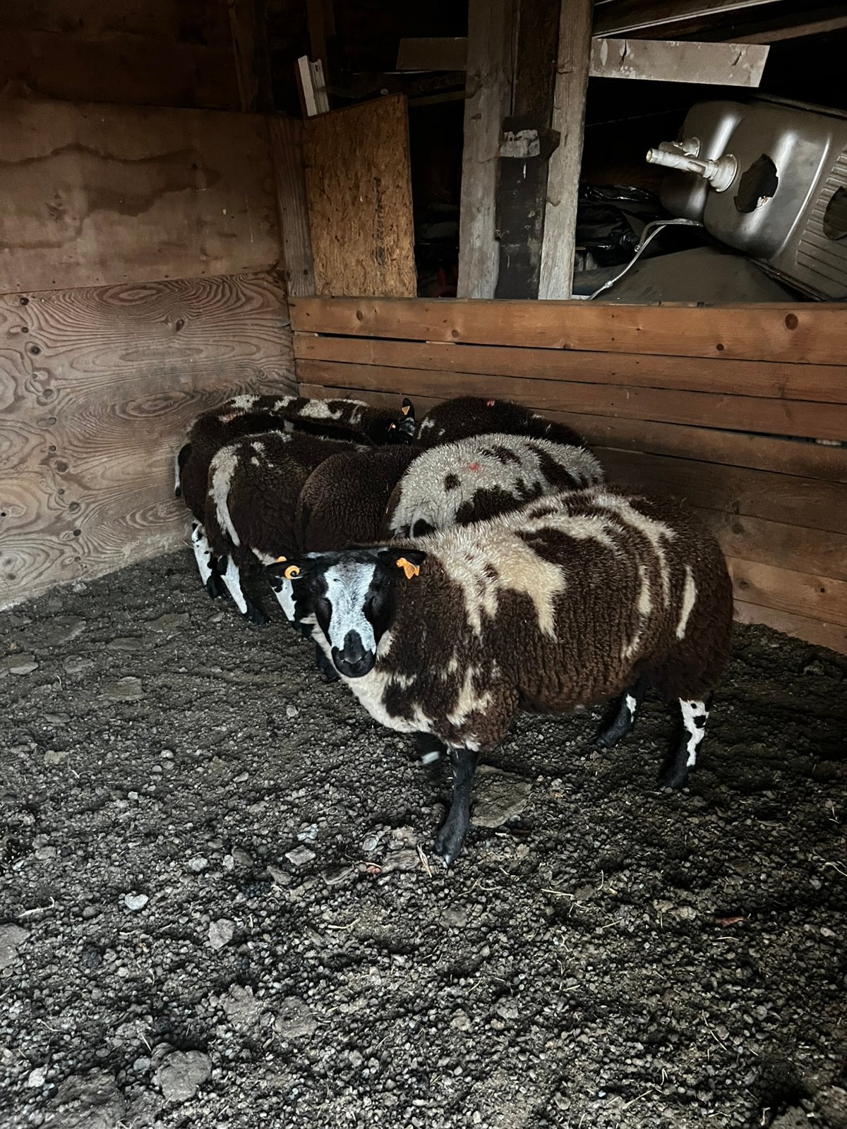 Bonte dekbok LUXE BOK, Dieren en Toebehoren, Mannelijk, Schaap, 0 tot 2 jaar