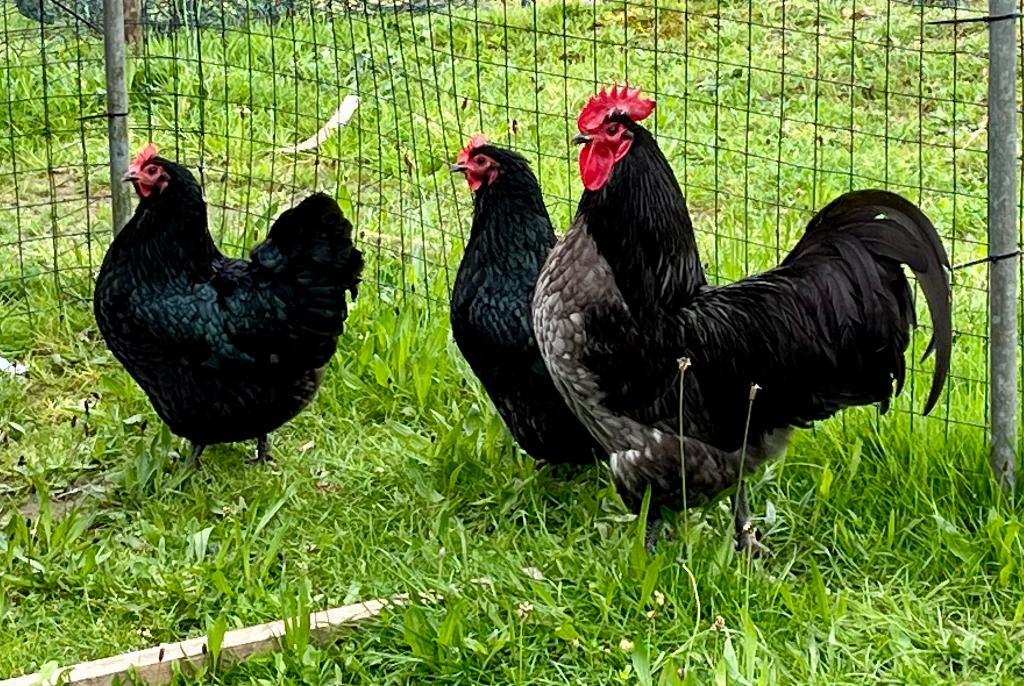 Australorp trio, Meerdere dieren, Kip